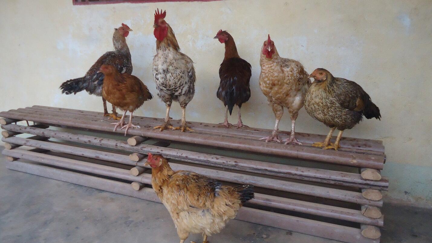 Yamba Crops The Yamba World